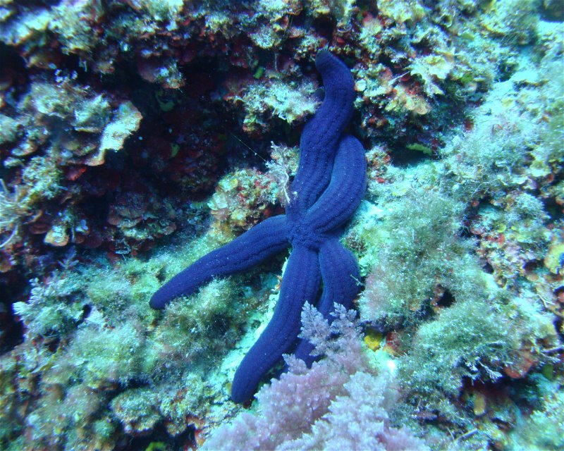 Divesite Image