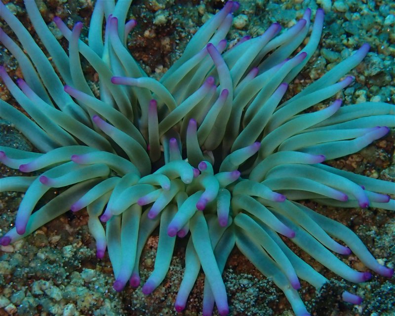 Divesite Image