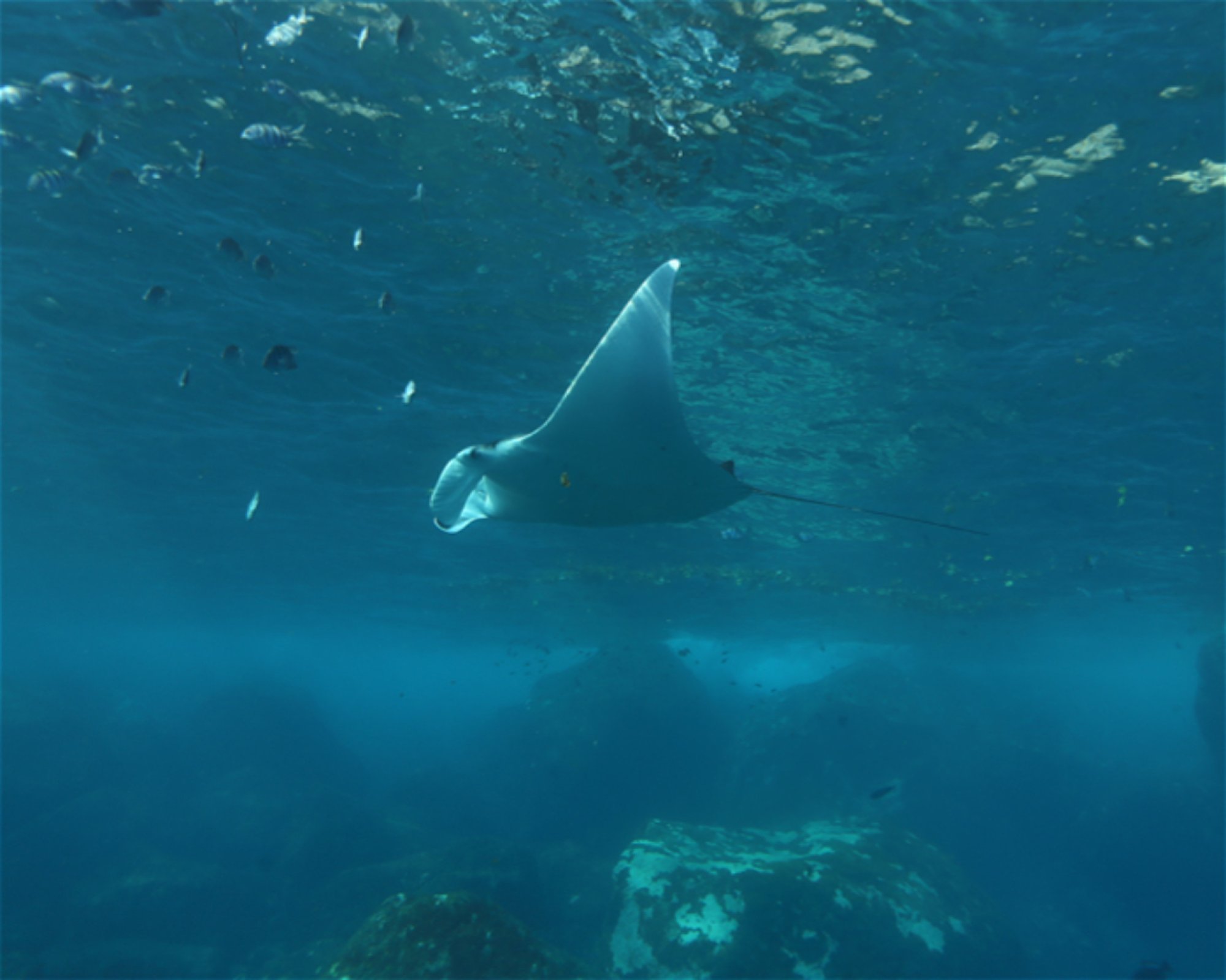 CNM DIVE, 13211-698 JUNDIAI