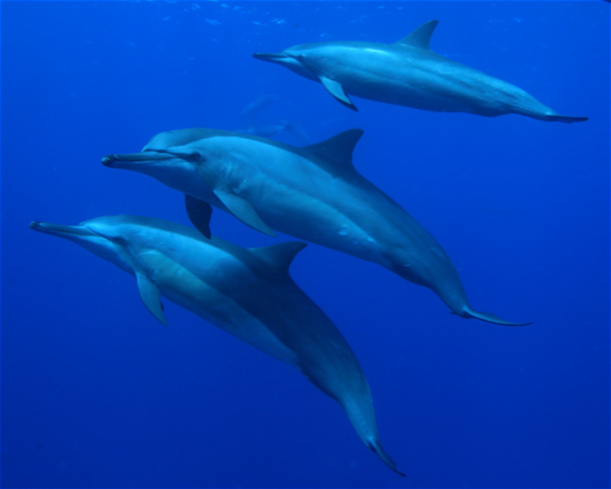 CNM DIVE, 13211-698 JUNDIAI