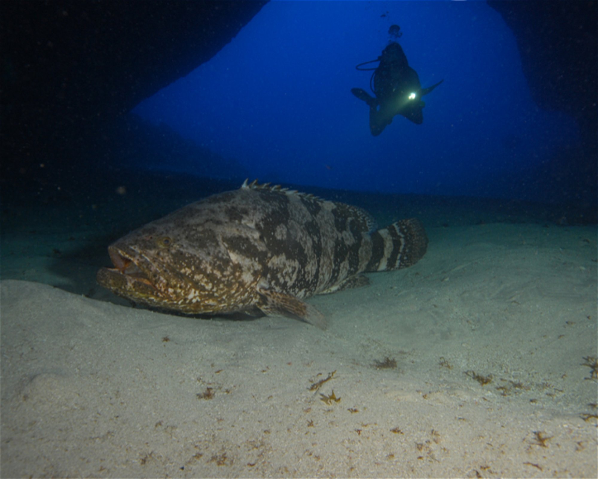 CNM DIVE, 13211-698 JUNDIAI