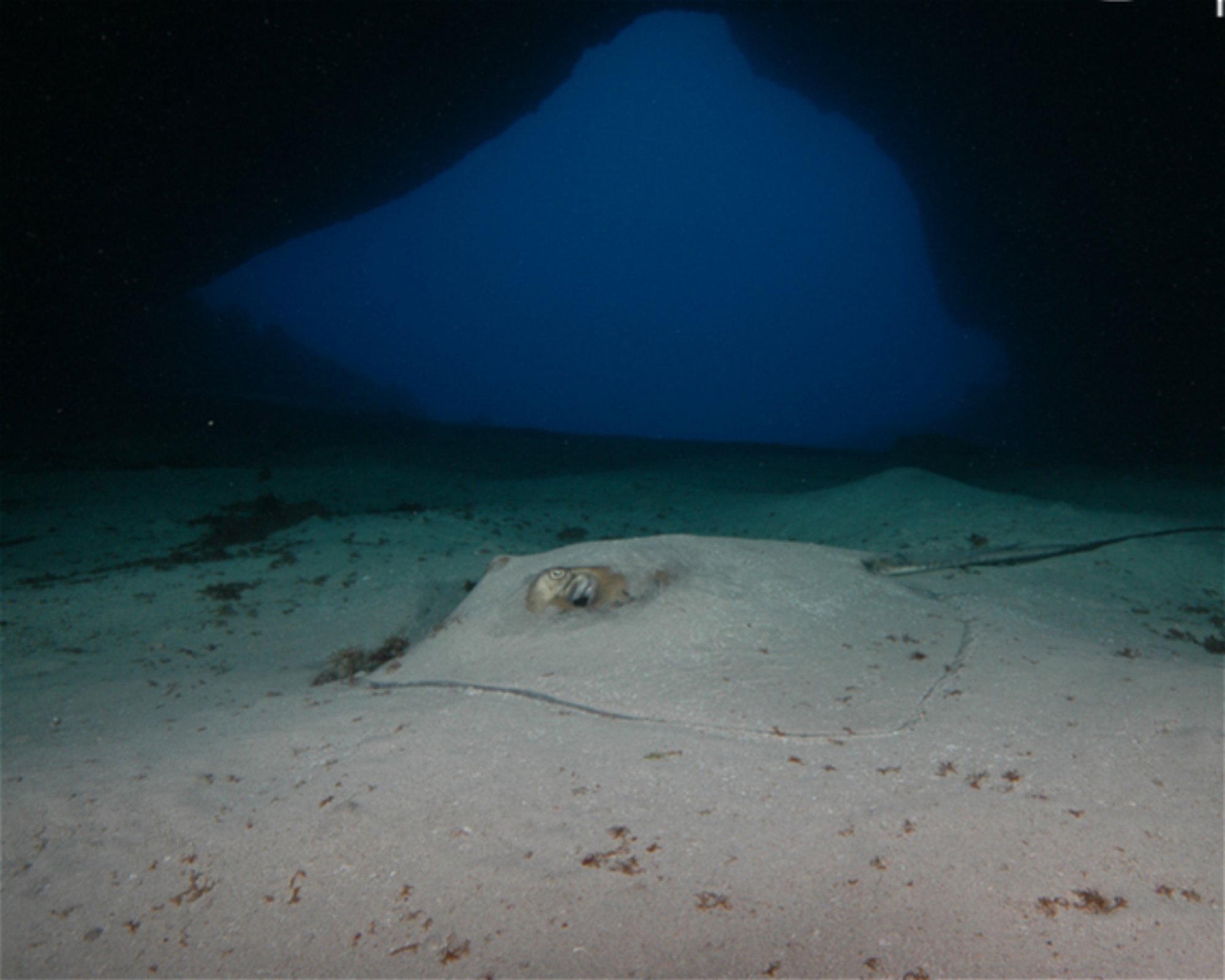 CNM DIVE, 13211-698 JUNDIAI