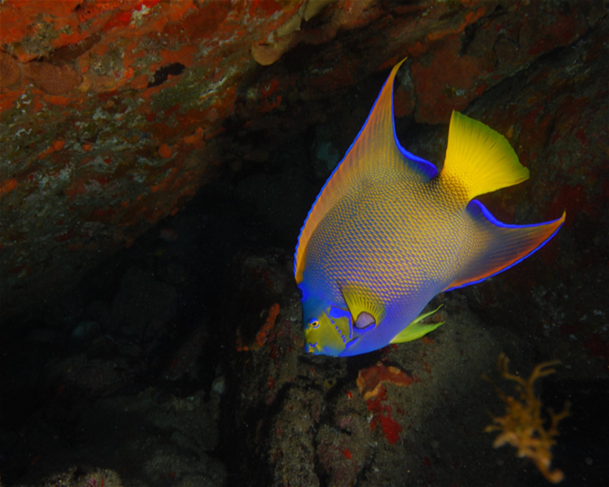 CNM DIVE, 13211-698 JUNDIAI