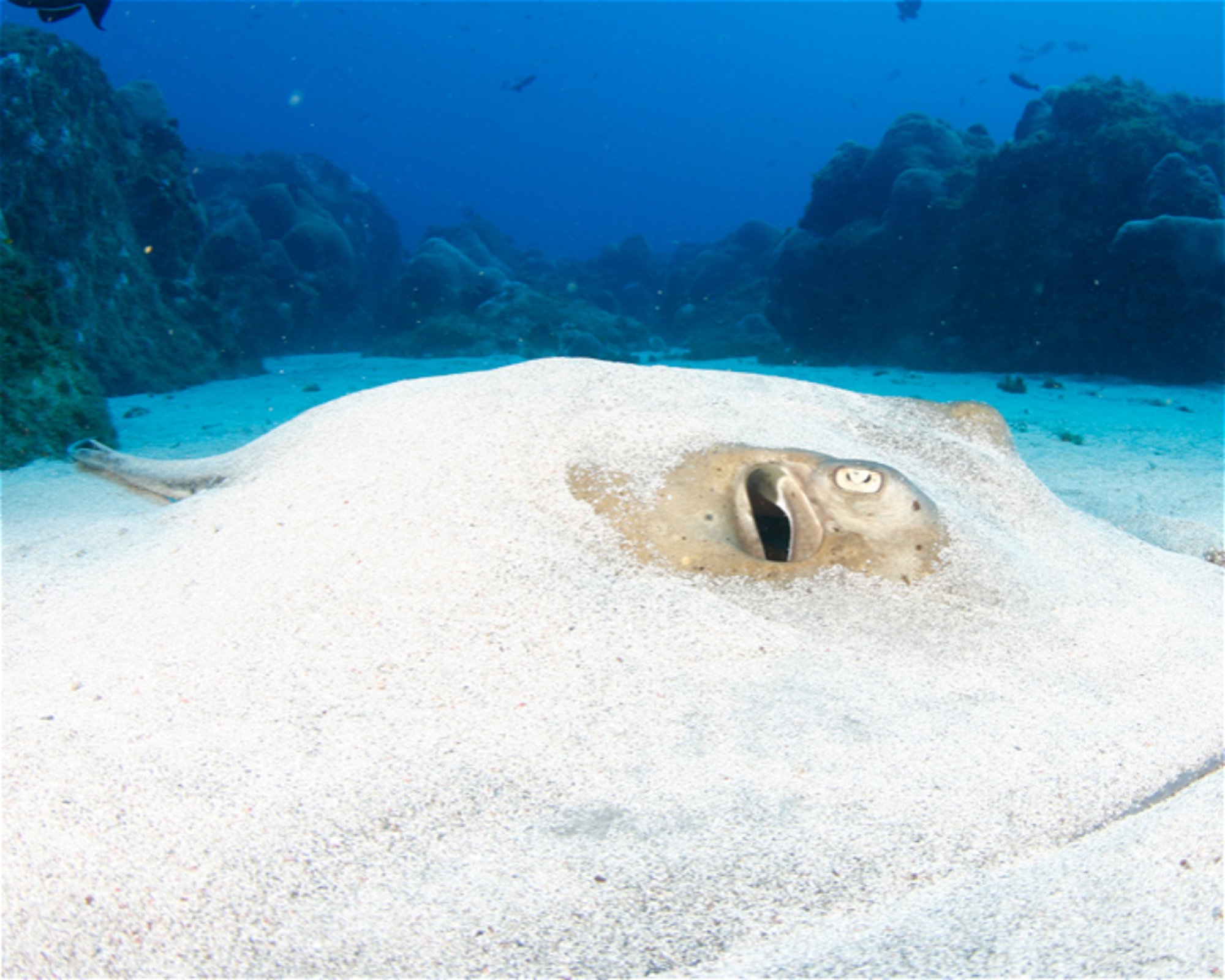 CNM DIVE, 13211-698 JUNDIAI
