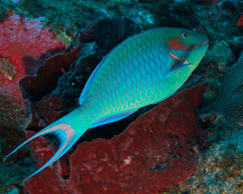 Divesite Image