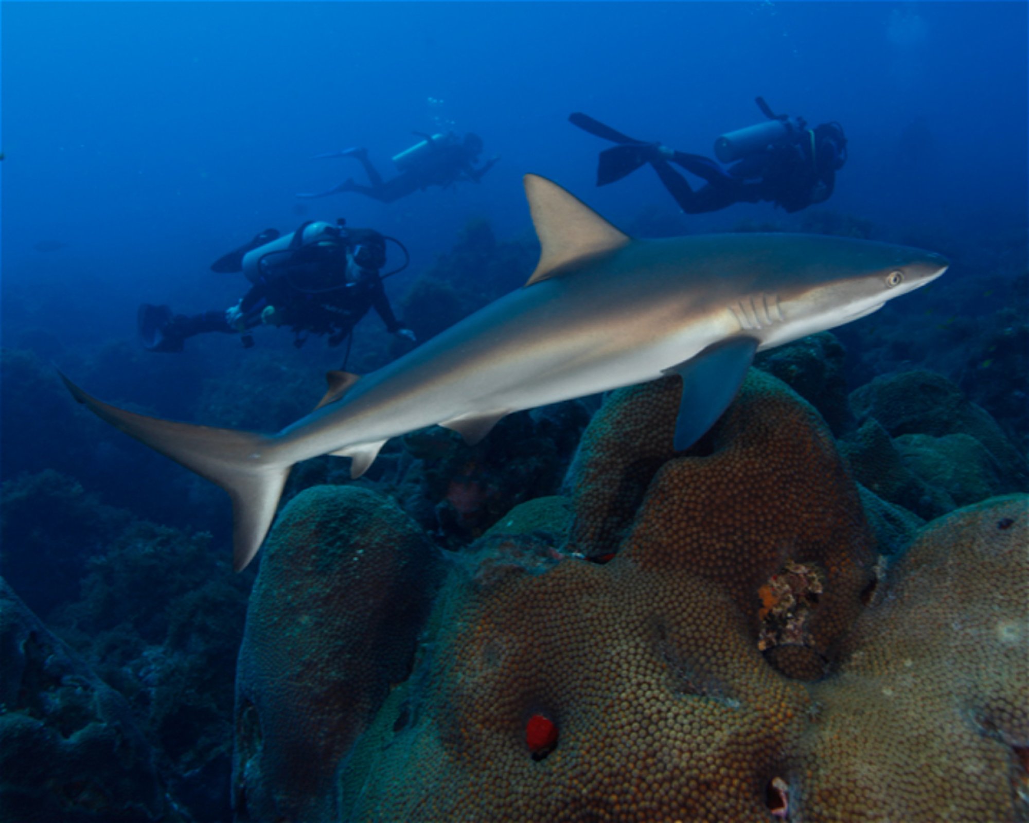 CNM DIVE, 13211-698 JUNDIAI