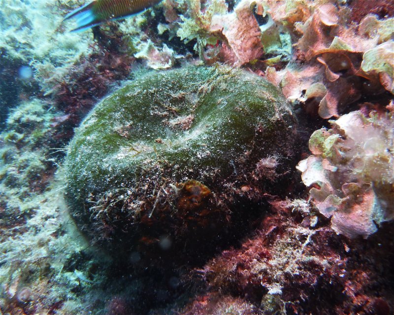 Divesite Image