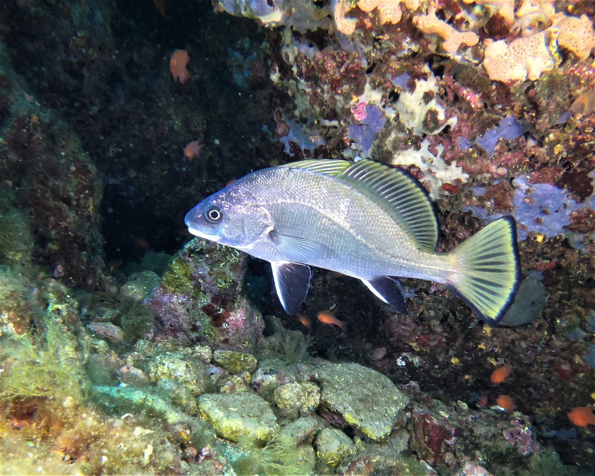 DIVING CENTER SERVICE NEREO SUB, 17028 SPOTORNO