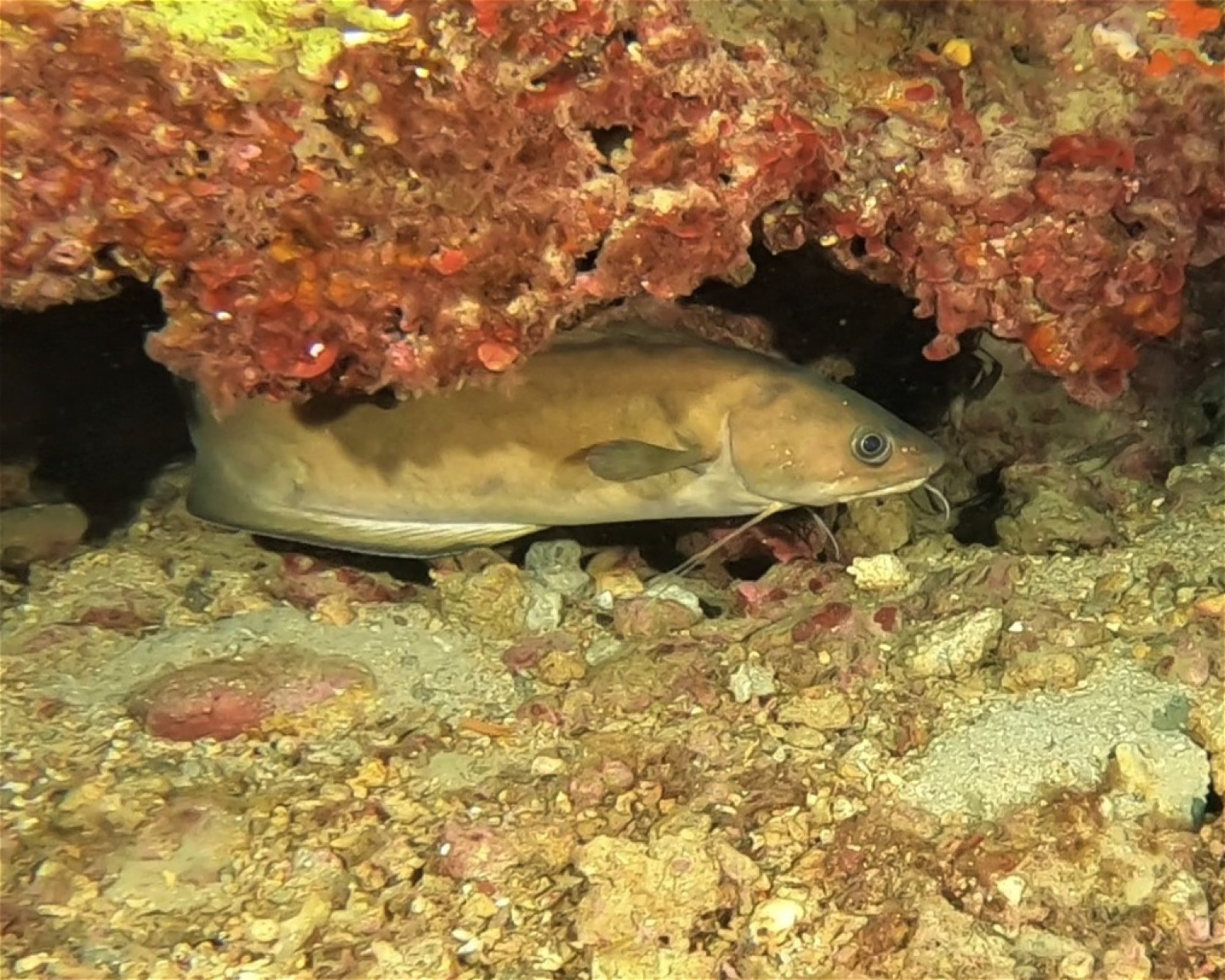 DIVING CENTER SERVICE NEREO SUB, 17028 SPOTORNO