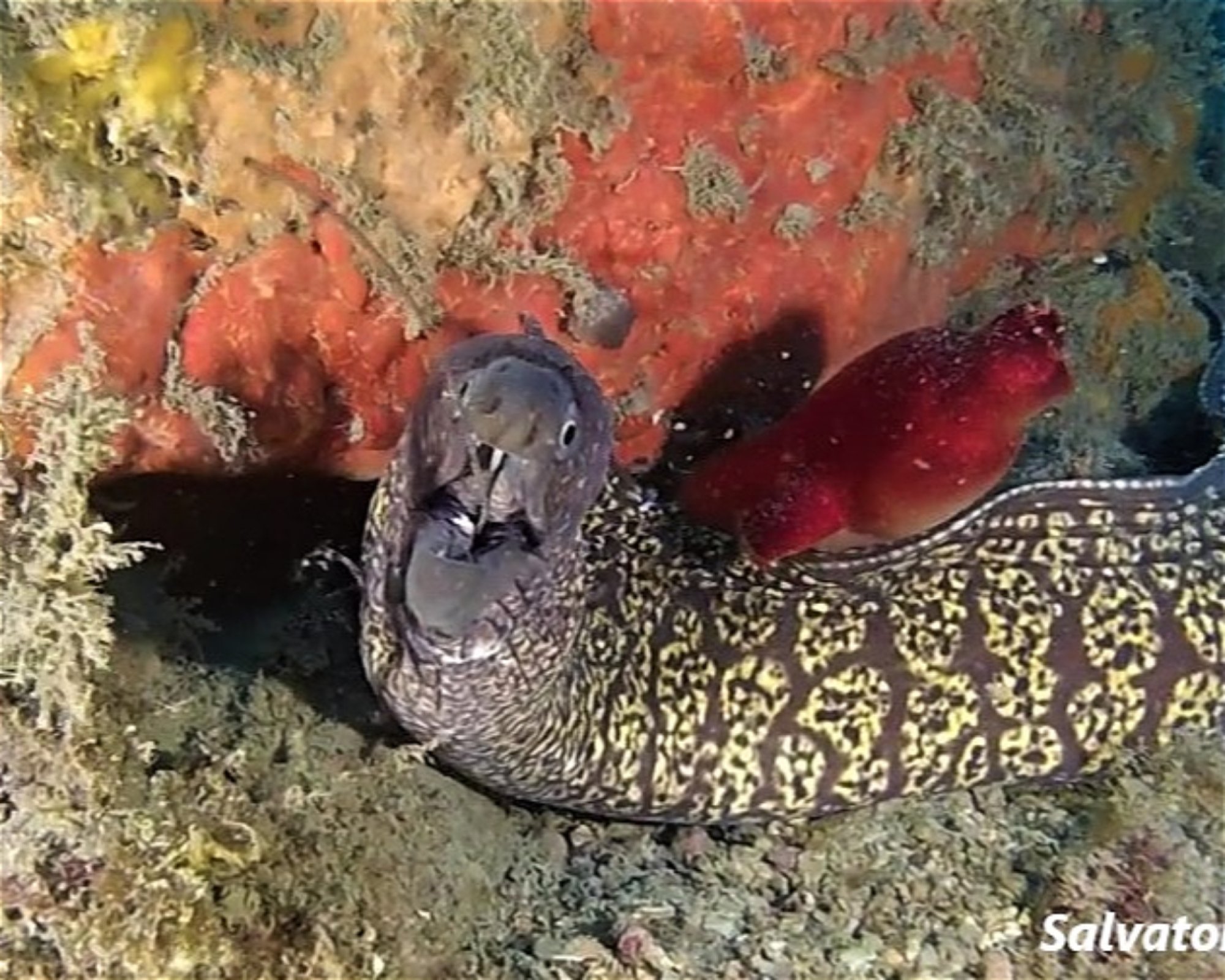 DIVING CENTER SERVICE NEREO SUB, 17028 SPOTORNO