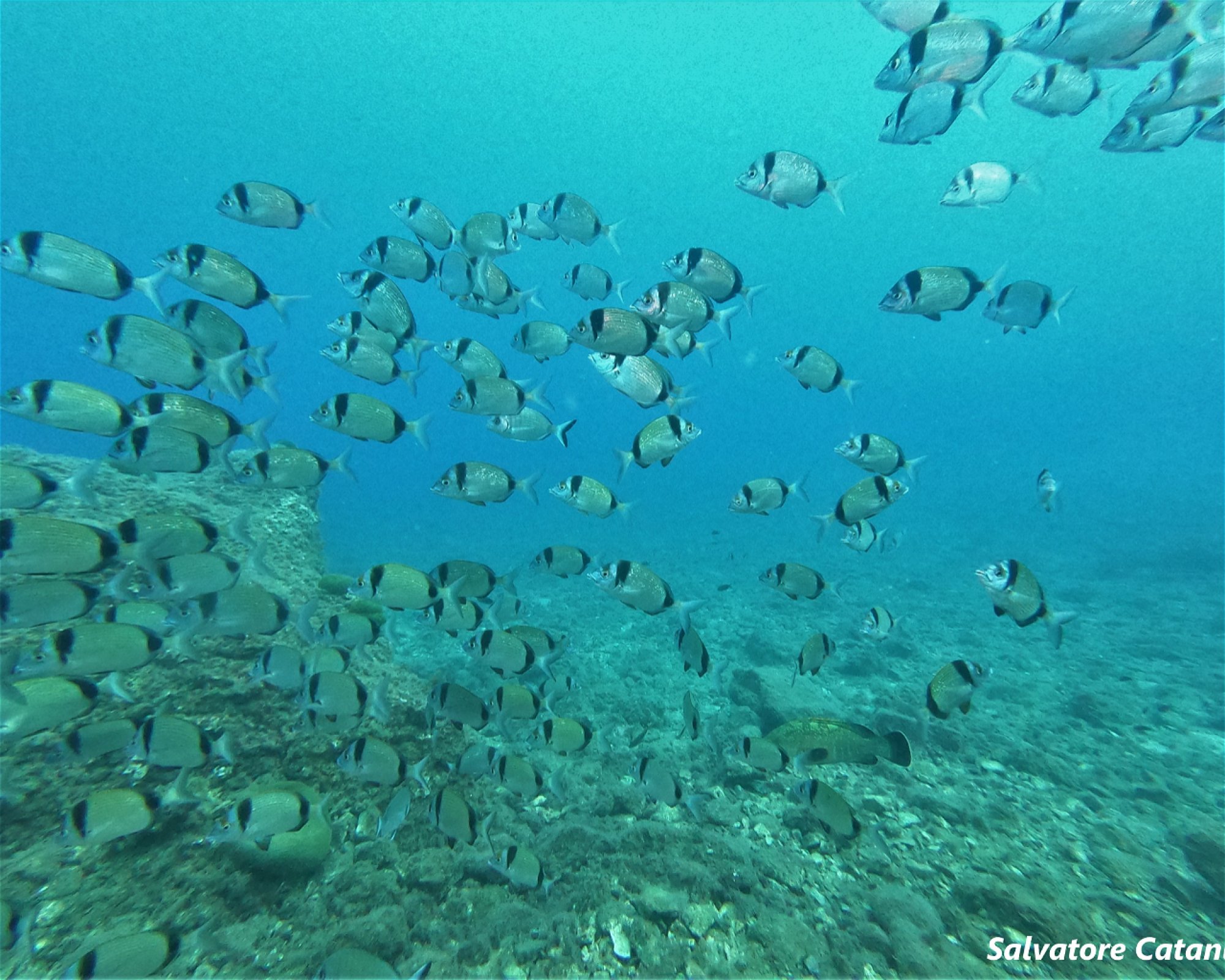 DIVING CENTER SERVICE NEREO SUB, 17028 SPOTORNO