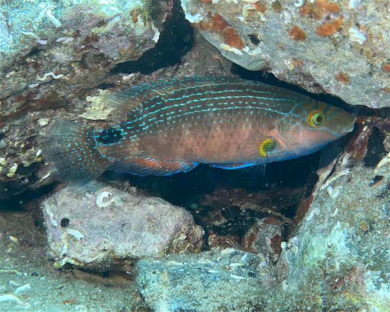Divesite Image