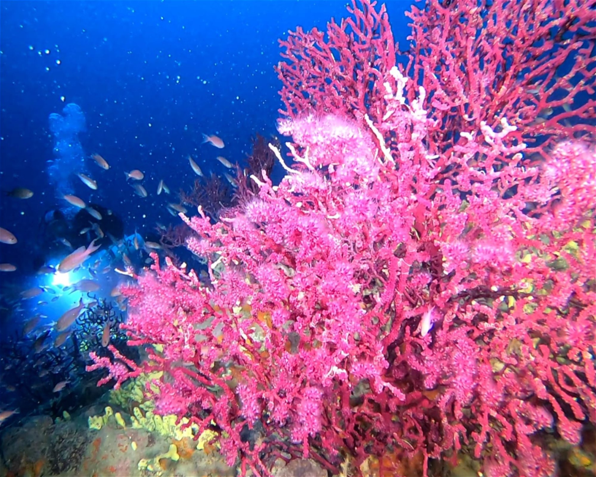 DIVING CENTER SERVICE NEREO SUB, 17028 SPOTORNO