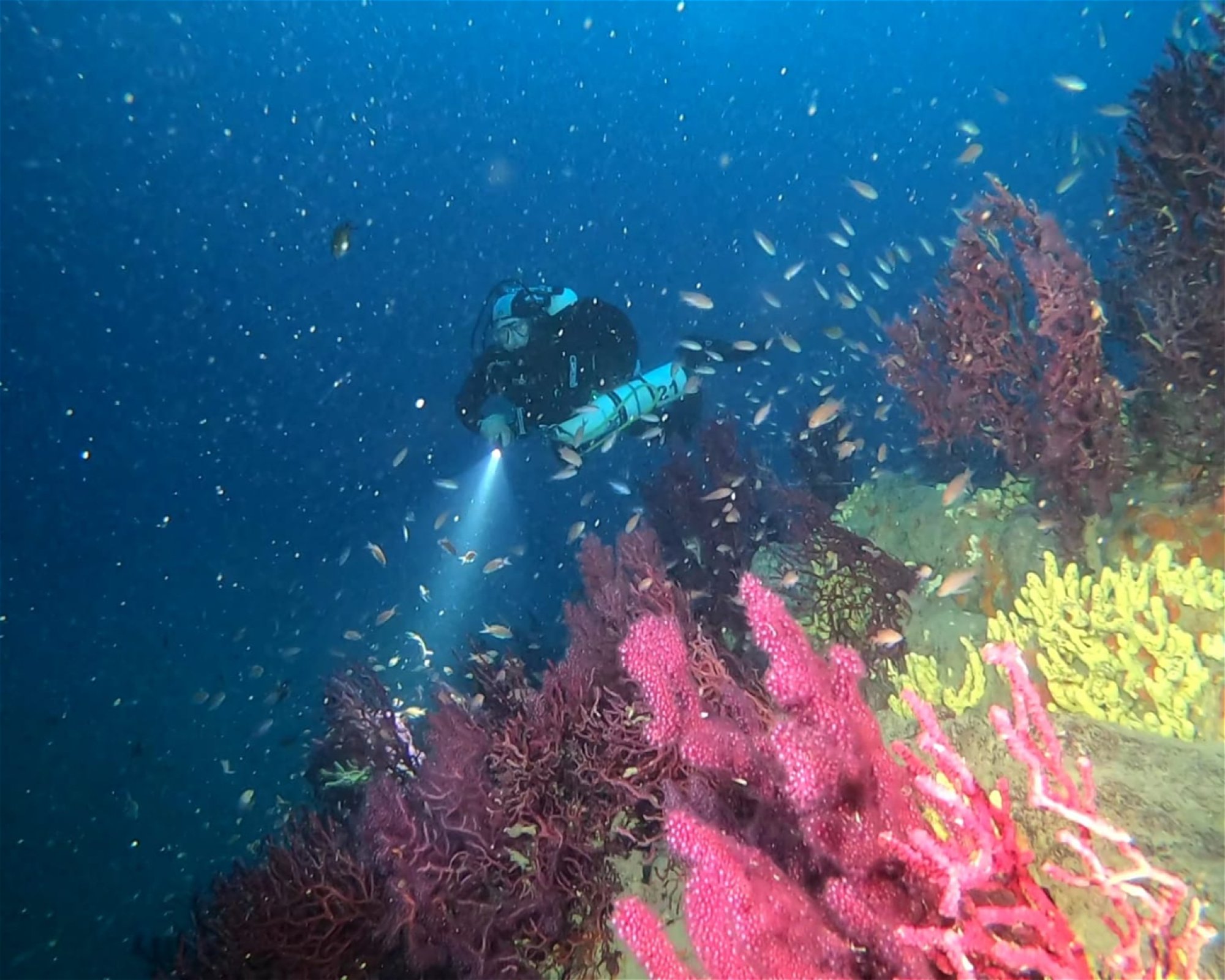 DIVING CENTER SERVICE NEREO SUB, 17028 SPOTORNO