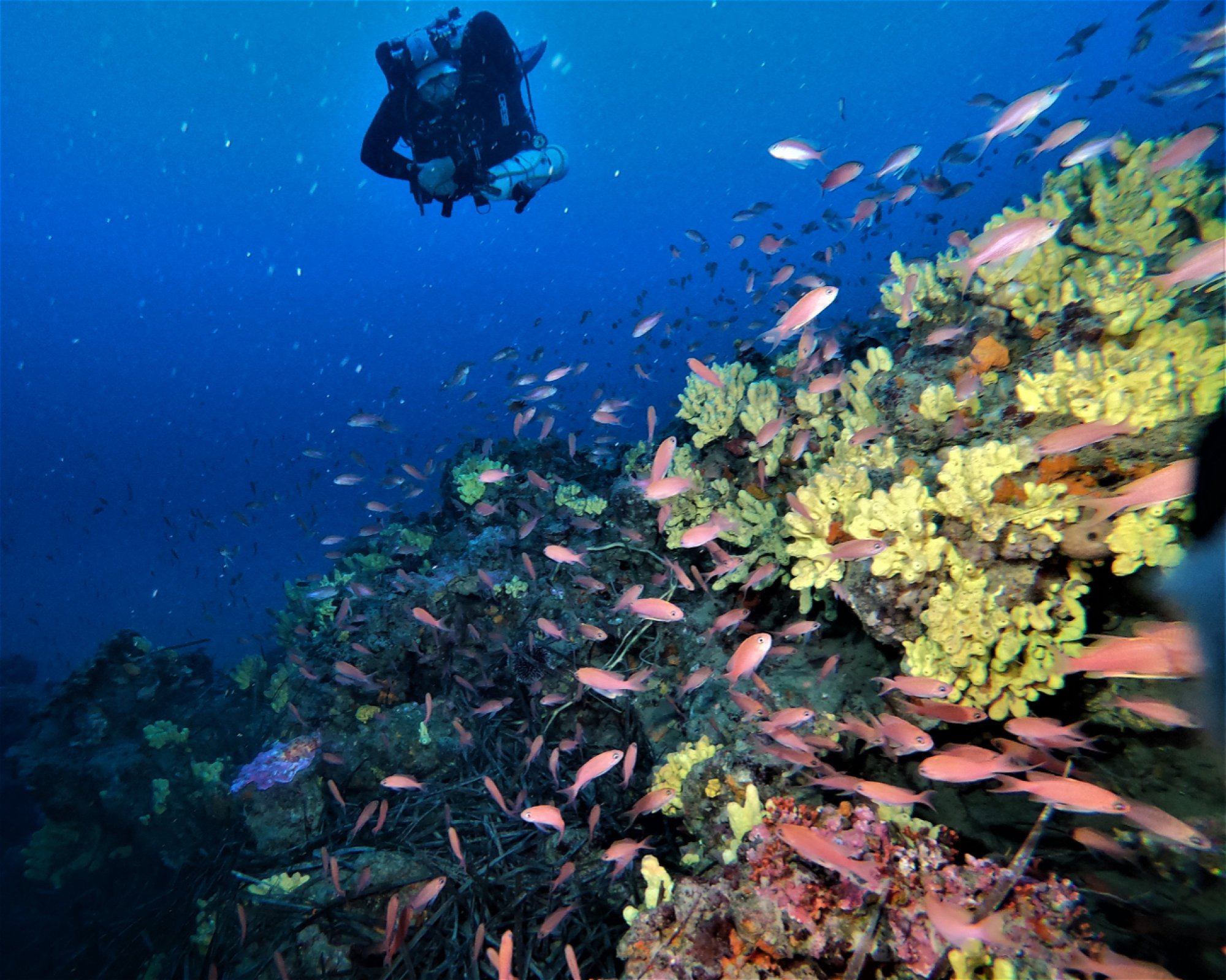 DIVING CENTER SERVICE NEREO SUB, 17028 SPOTORNO
