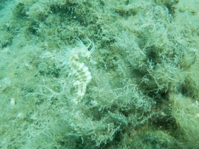 Divesite Image