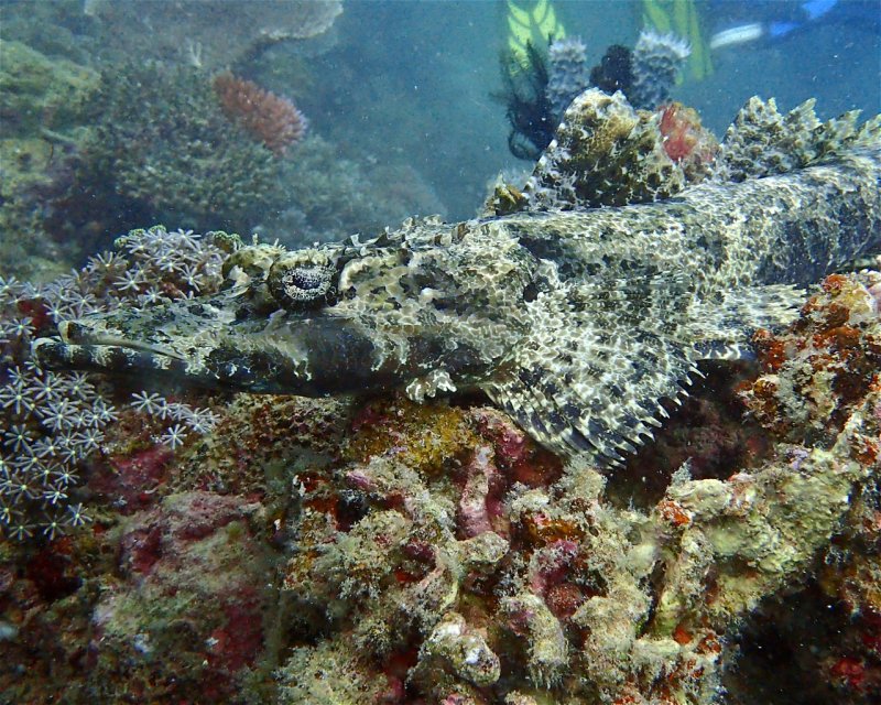 Divesite Image