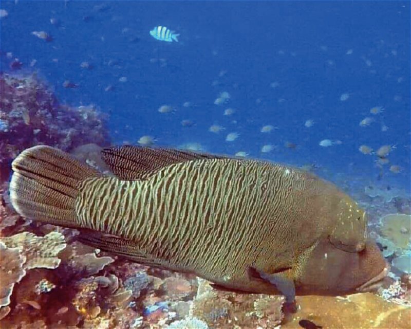 Divesite Image