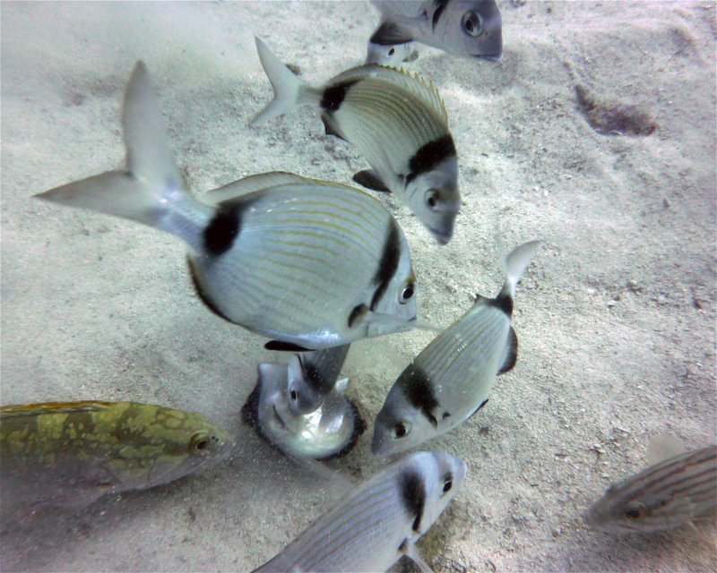 Divesite Image