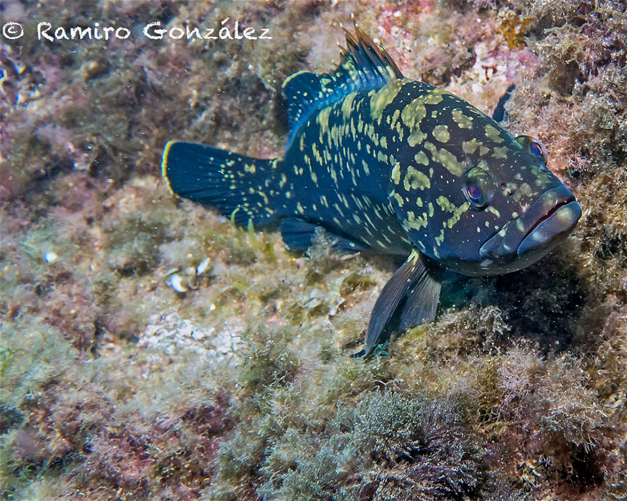 BUCEO ESTELA, 30880 Aguilas