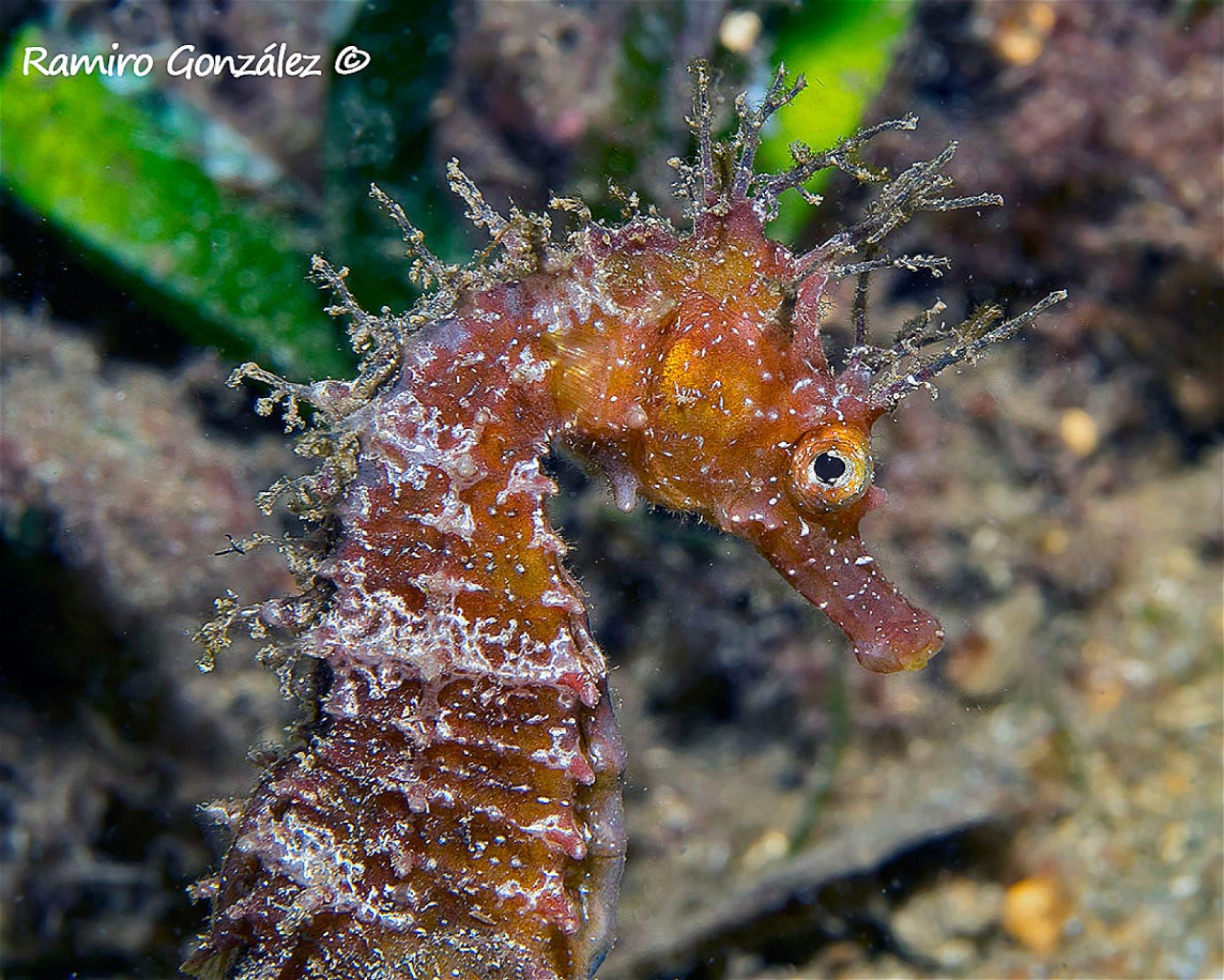 BUCEO ESTELA, 30880 Aguilas