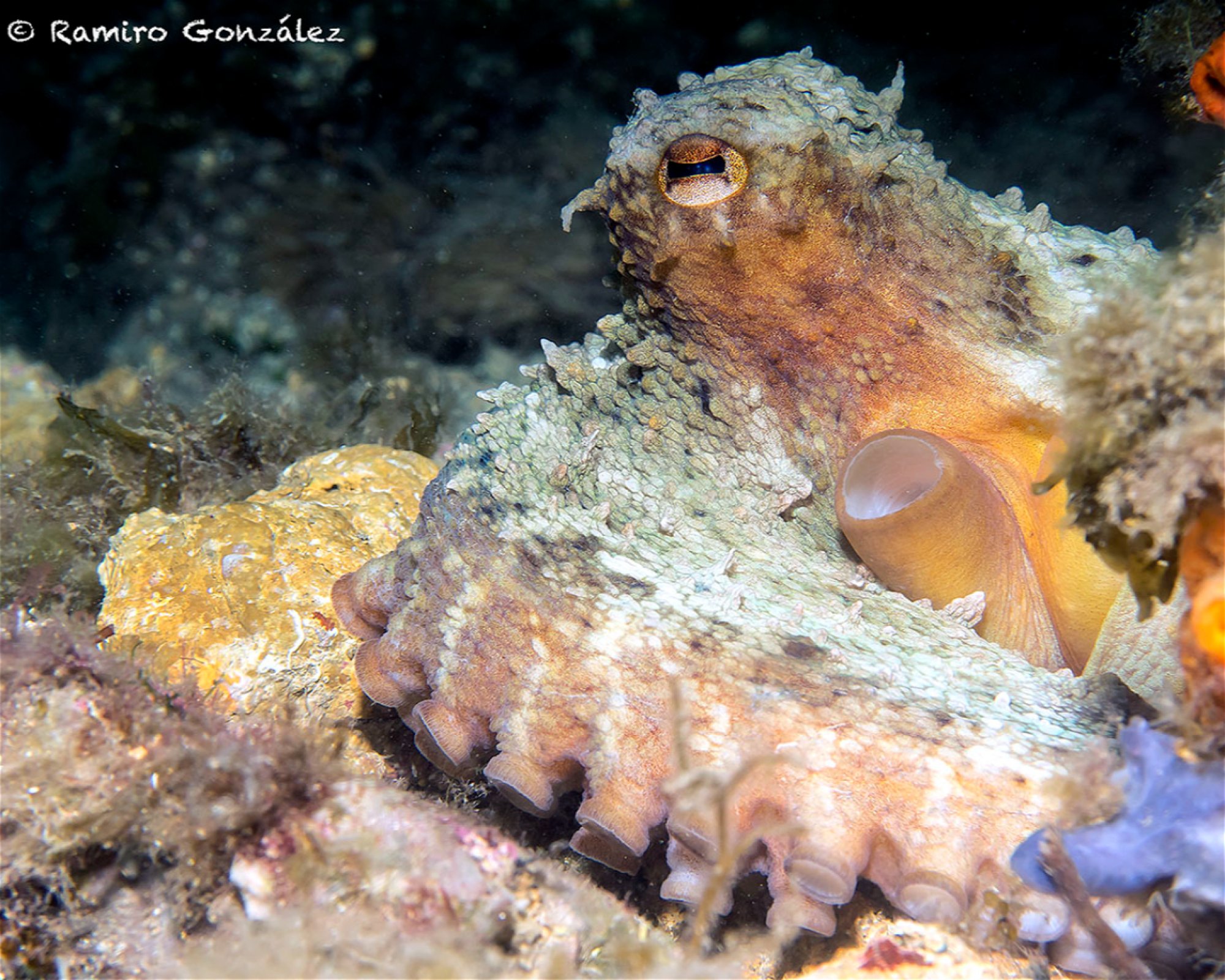 BUCEO ESTELA, 30880 Aguilas