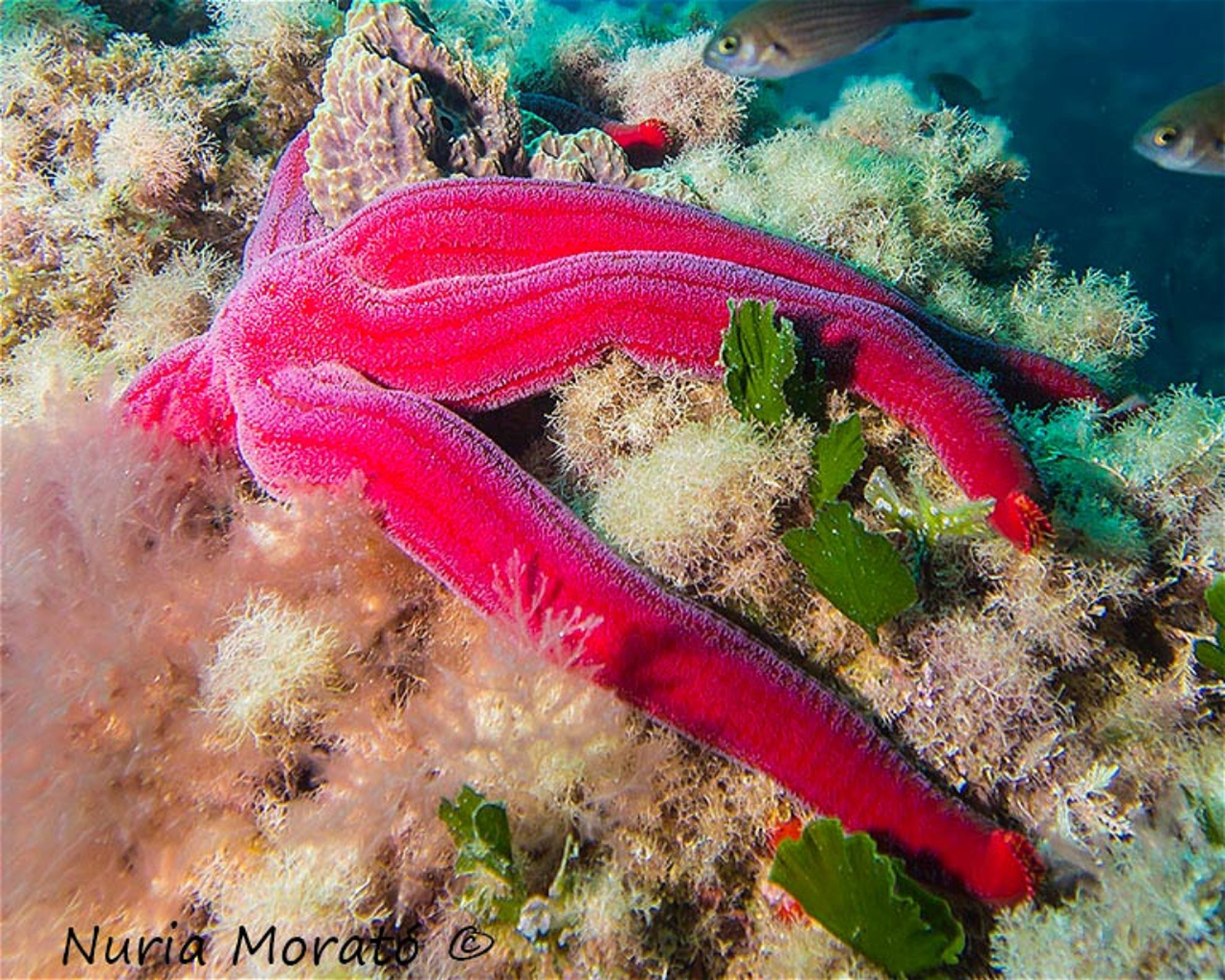 BUCEO ESTELA, 30880 Aguilas