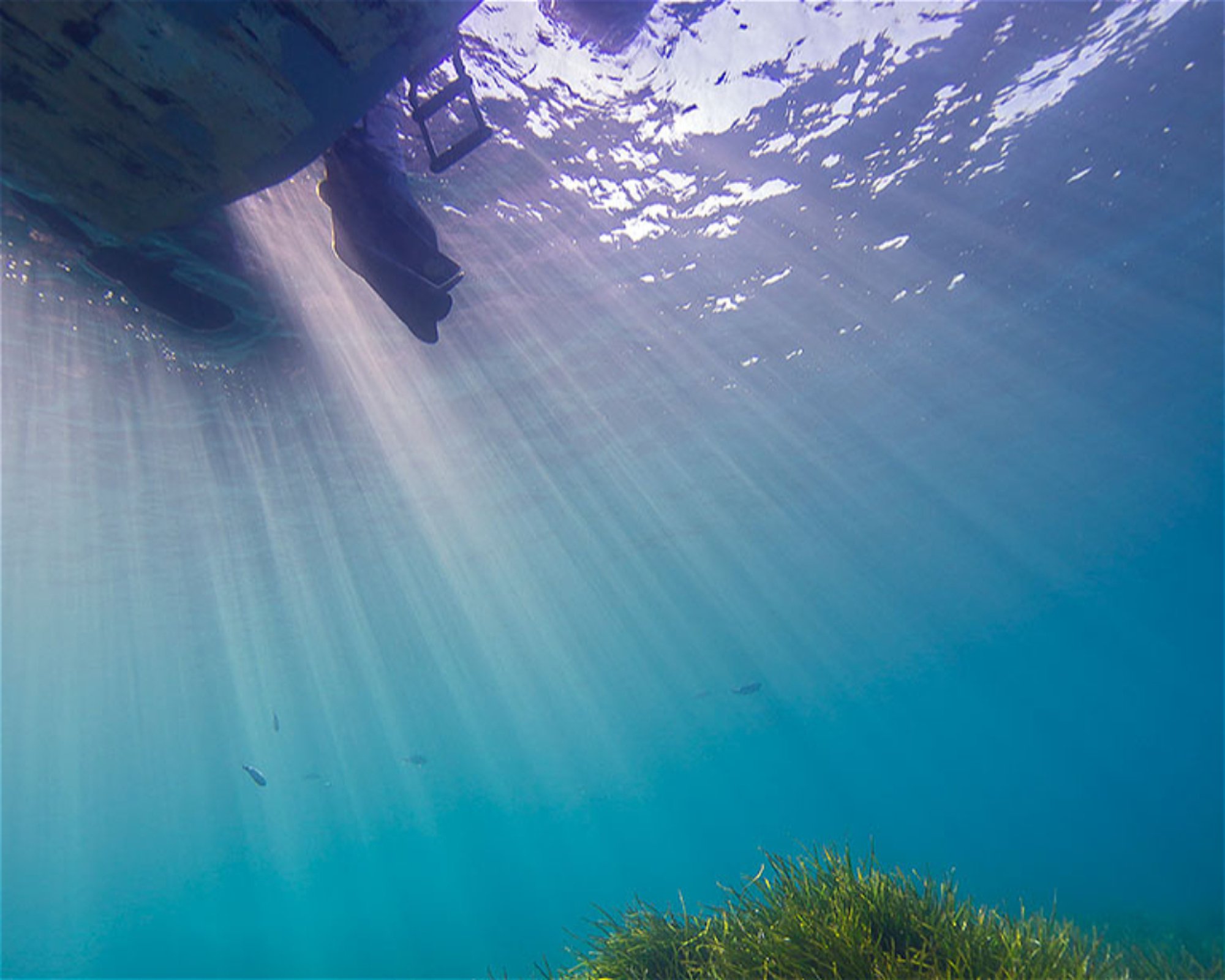 BUCEO ESTELA, 30880 Aguilas