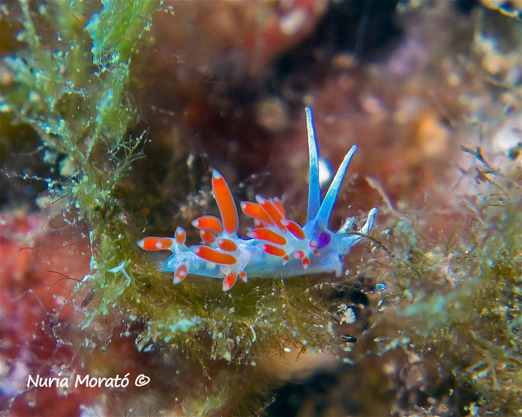 BUCEO ESTELA, 30880 Aguilas