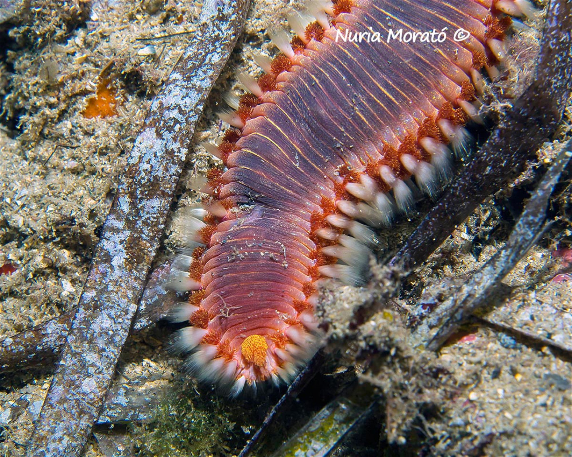BUCEO ESTELA, 30880 Aguilas
