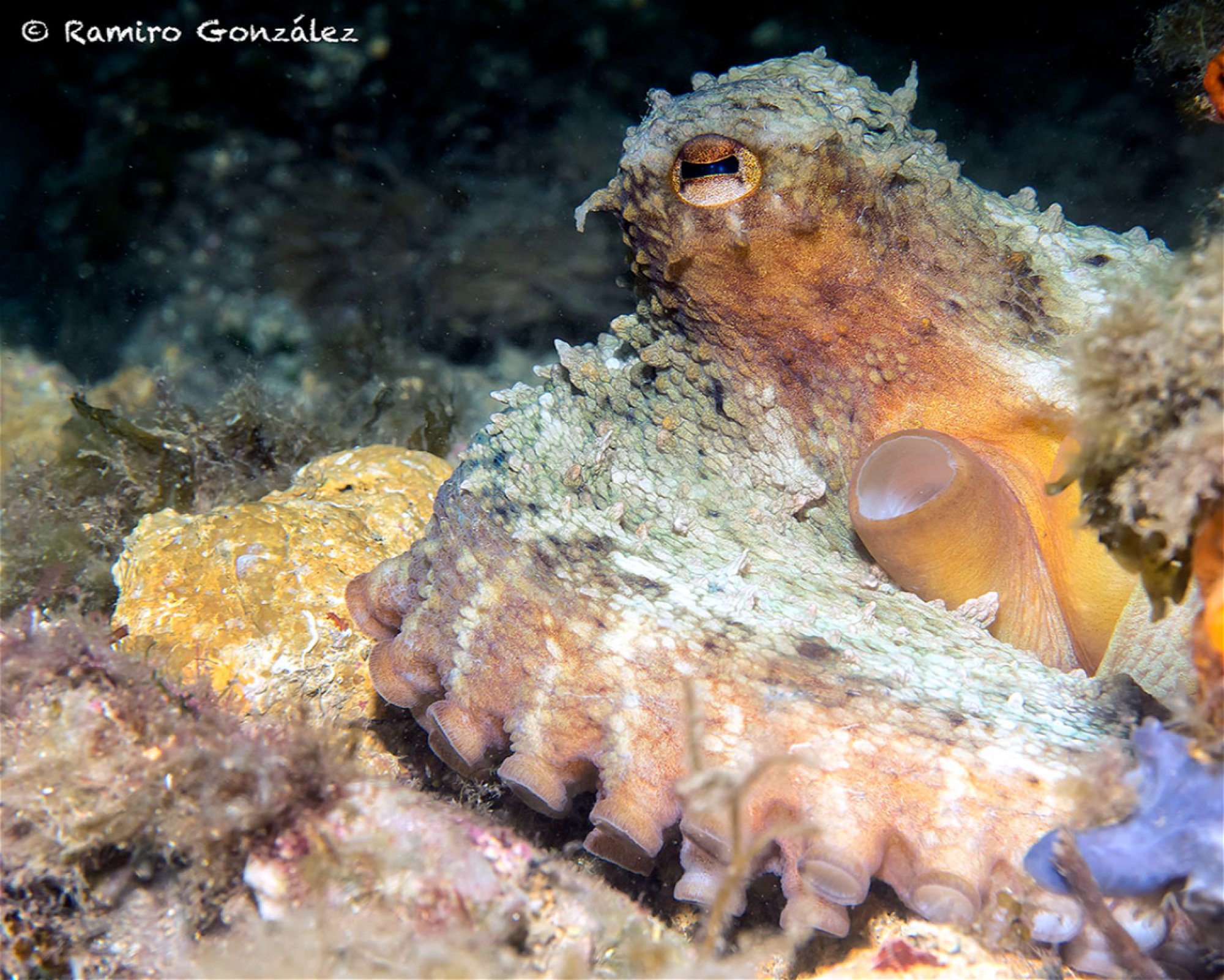 BUCEO ESTELA, 30880 Aguilas