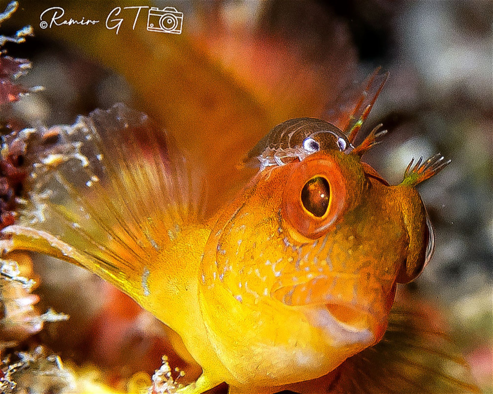 BUCEO ESTELA, 30880 Aguilas