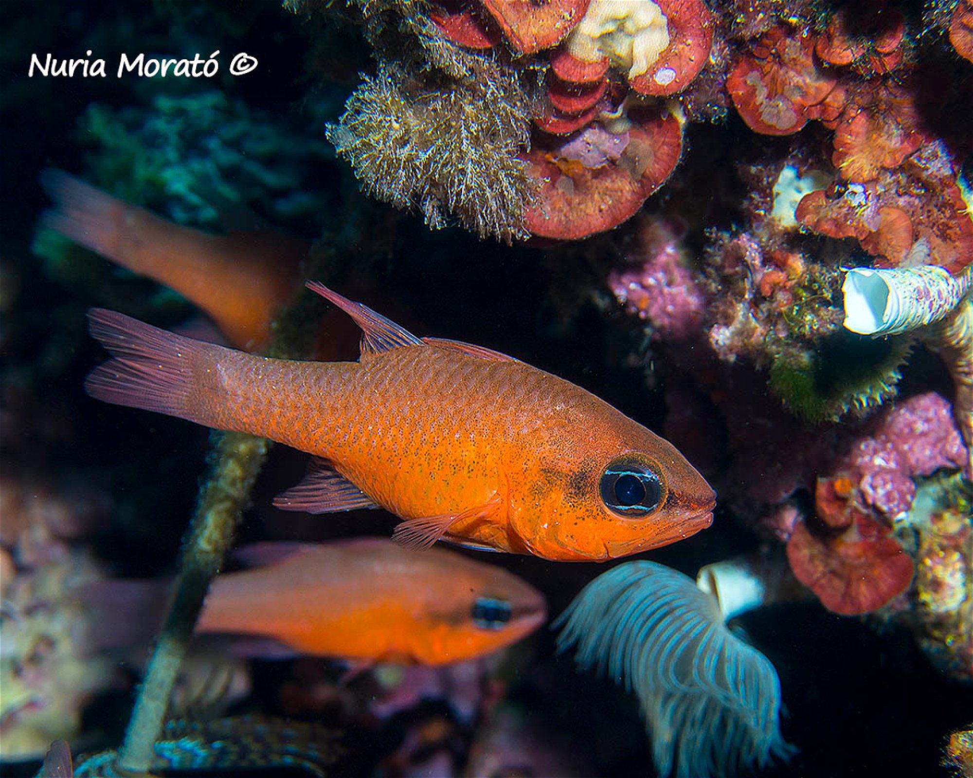 BUCEO ESTELA, 30880 Aguilas