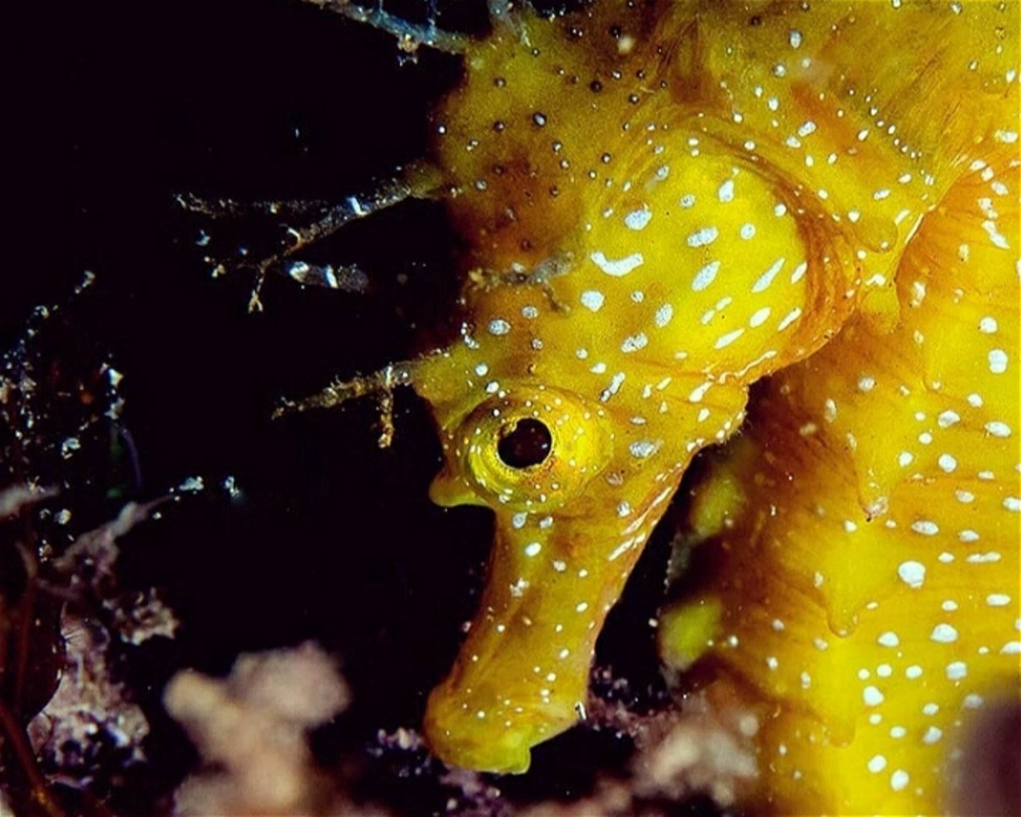 BUCEO ESTELA, 30880 Aguilas