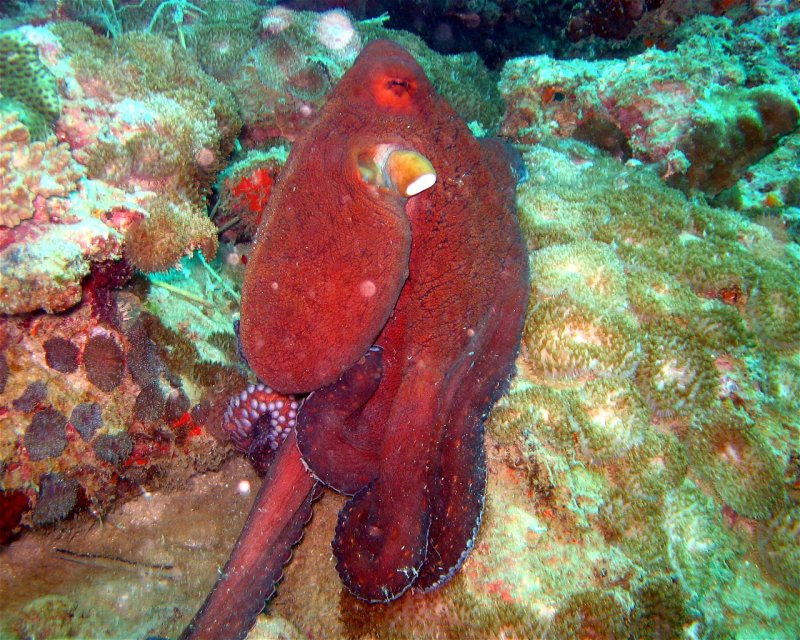Divesite Image
