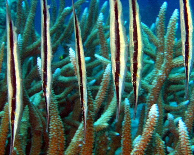 Divesite Image