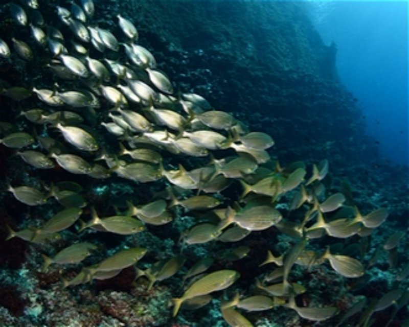 Divesite Image