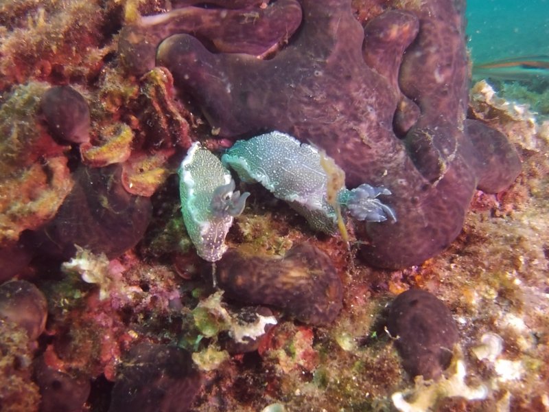 Divesite Image