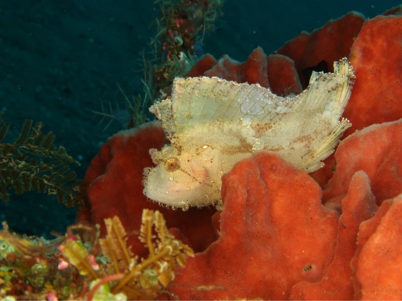 Divesite Image