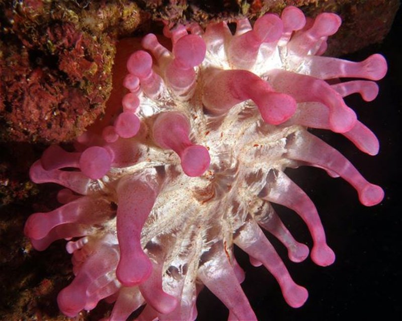 Divesite Image