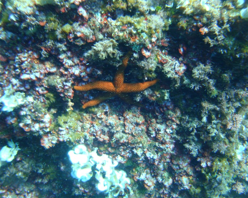 Divesite Image
