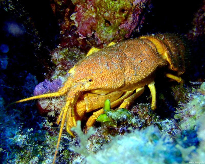 Divesite Image