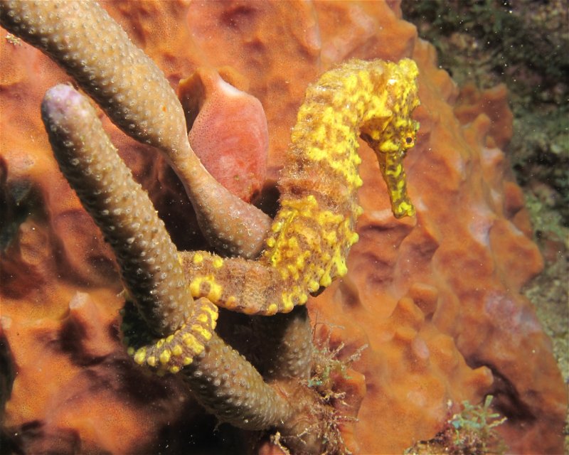 Divesite Image