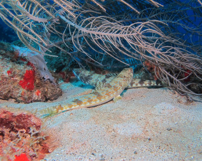 Divesite Image