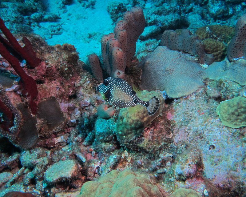 Divesite Image