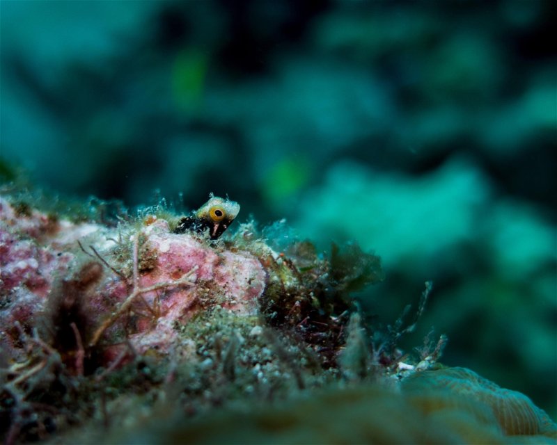 Divesite Image