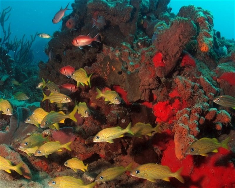 Divesite Image