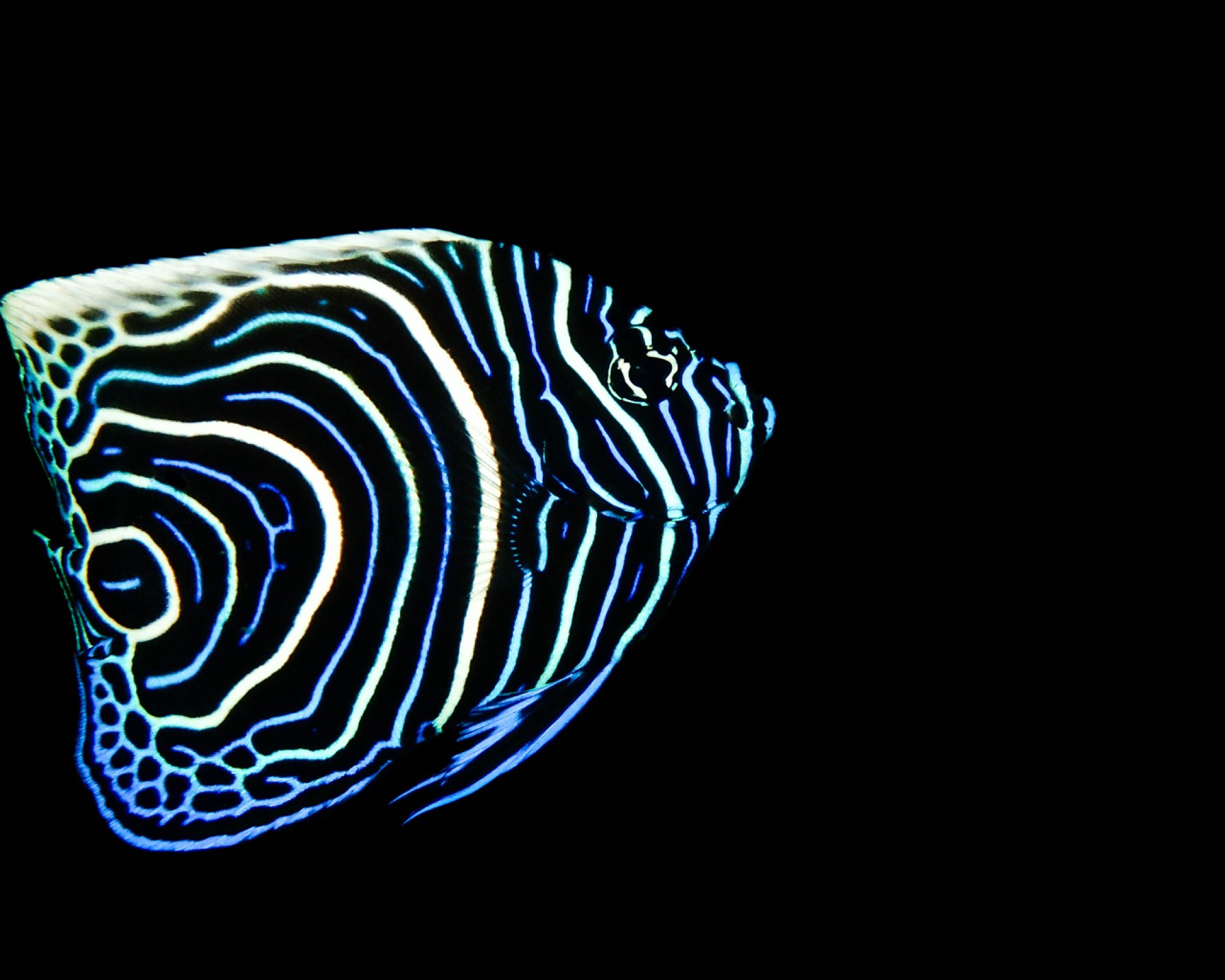 DivePoint Rannalhi, South Male Atoll