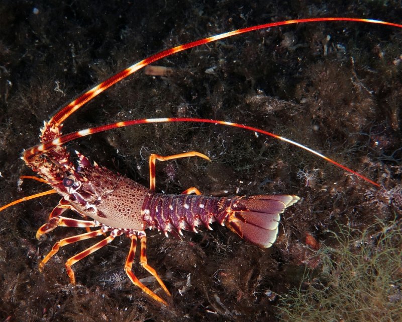 Divesite Image
