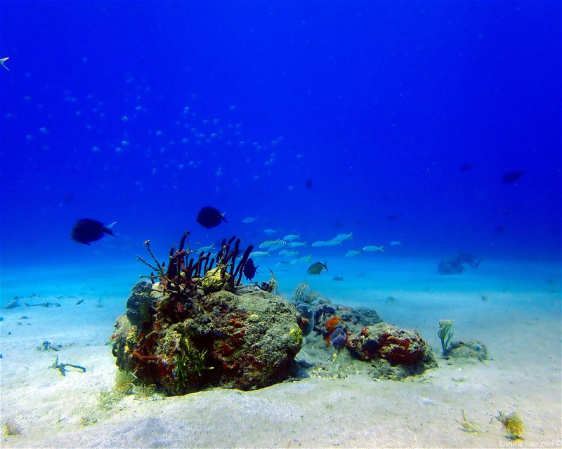 Divesite Image